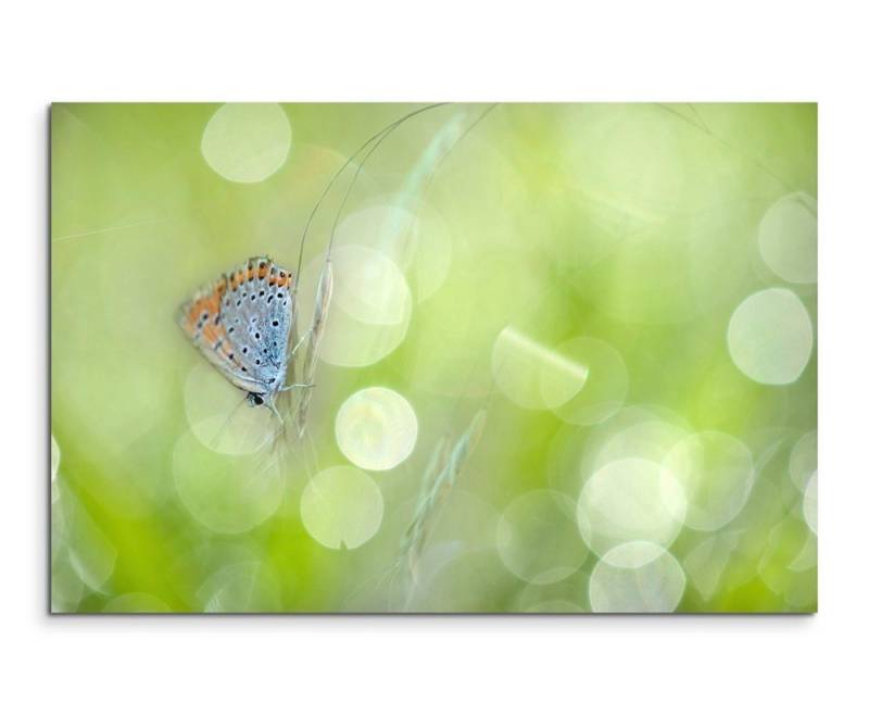 Sinus Art Leinwandbild Naturfotografie – Schmetterling mit Frühlingswiese auf Leinwand von Sinus Art