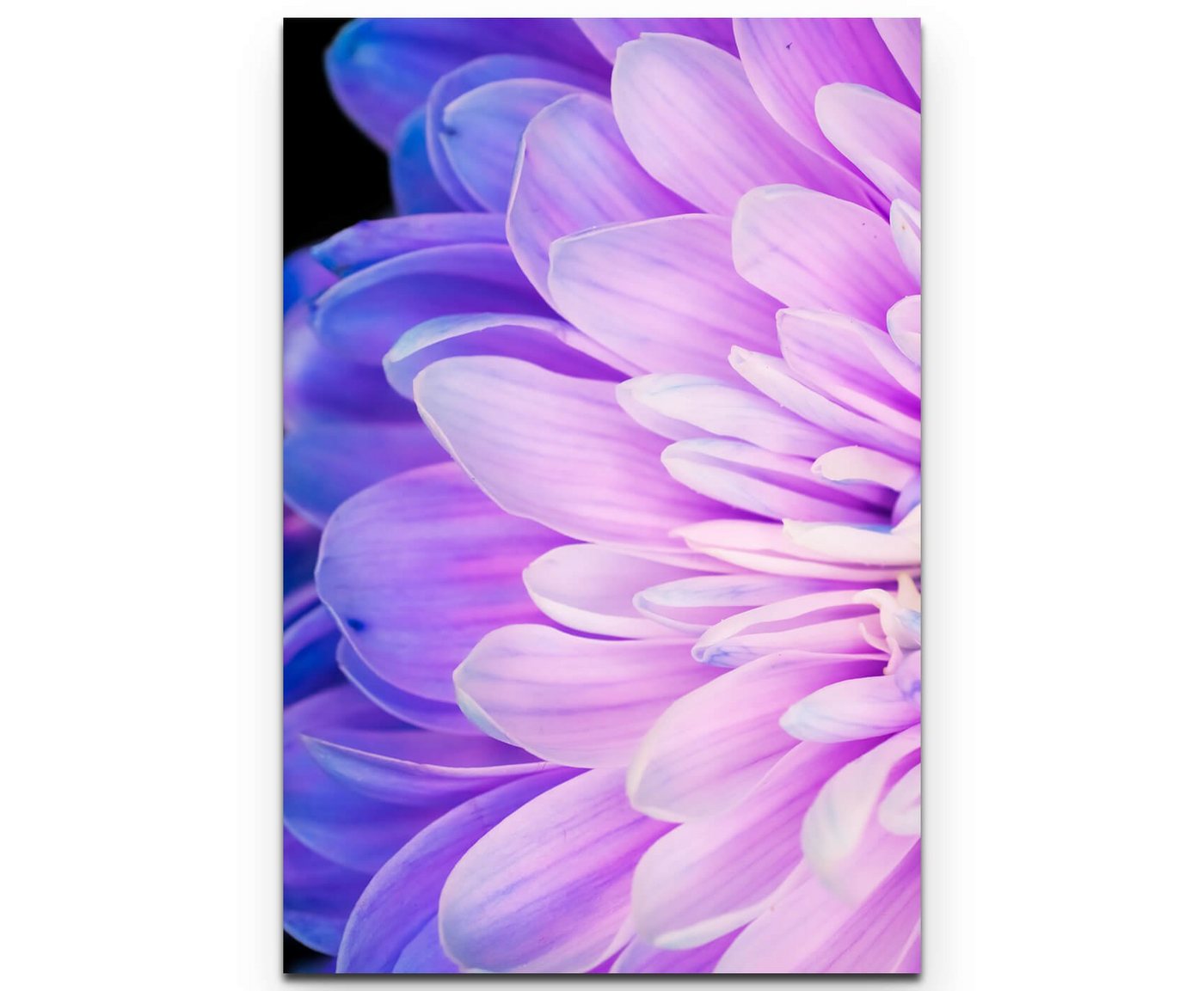 Sinus Art Leinwandbild Violette Blume mit blauen Akzenten - Leinwandbild von Sinus Art