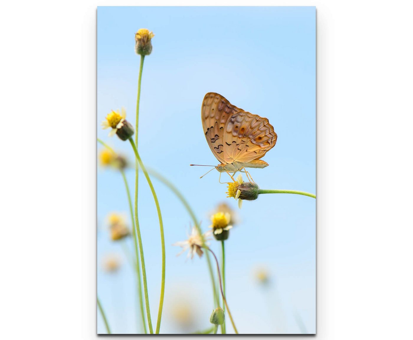 Sinus Art Leinwandbild kleiner Leopard Schmetterling auf Blume - Leinwandbild von Sinus Art