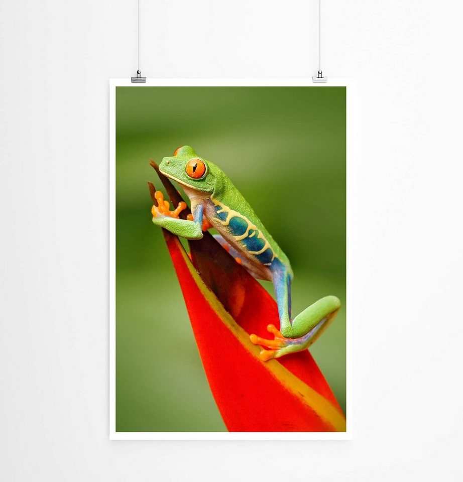 Sinus Art Poster 60x90cm Poster Tierfotografie  Rotaugenlaubfrosch auf roter Blume von Sinus Art