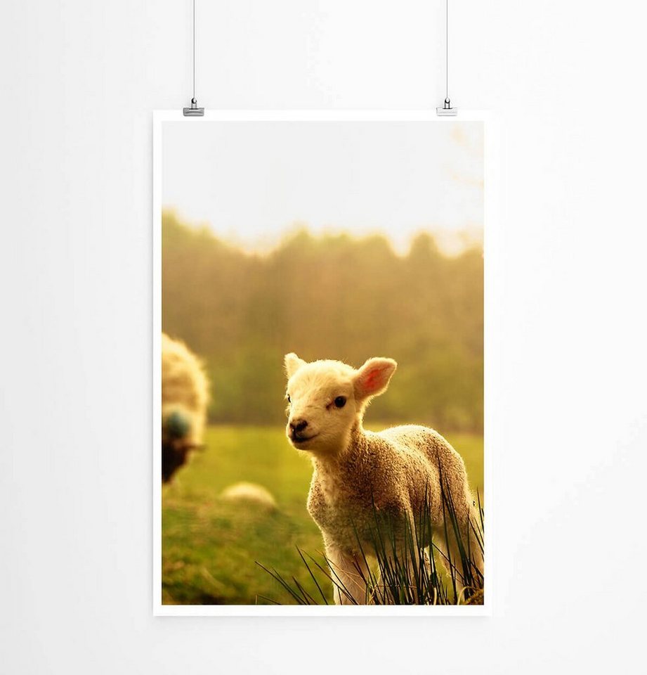 Sinus Art Poster 60x90cm Tierfotografie Poster Frühlingslämmer Sinus Art Poster 60x90cm Tierfotografie Poster Frühlingslämmer von Sinus Art