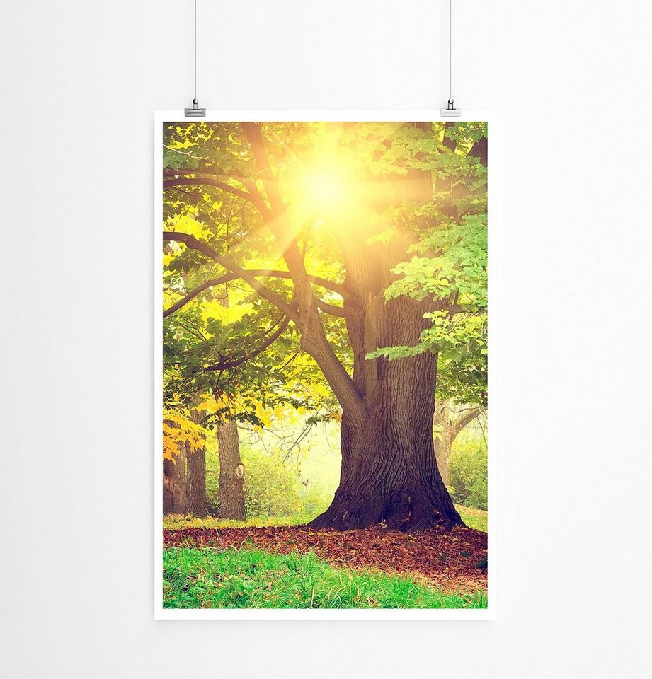 Sinus Art Poster 90x60cm Poster Alter Baum im sonnigen Park Sinus Art Poster 90x60cm Poster Alter Baum im sonnigen Park von Sinus Art
