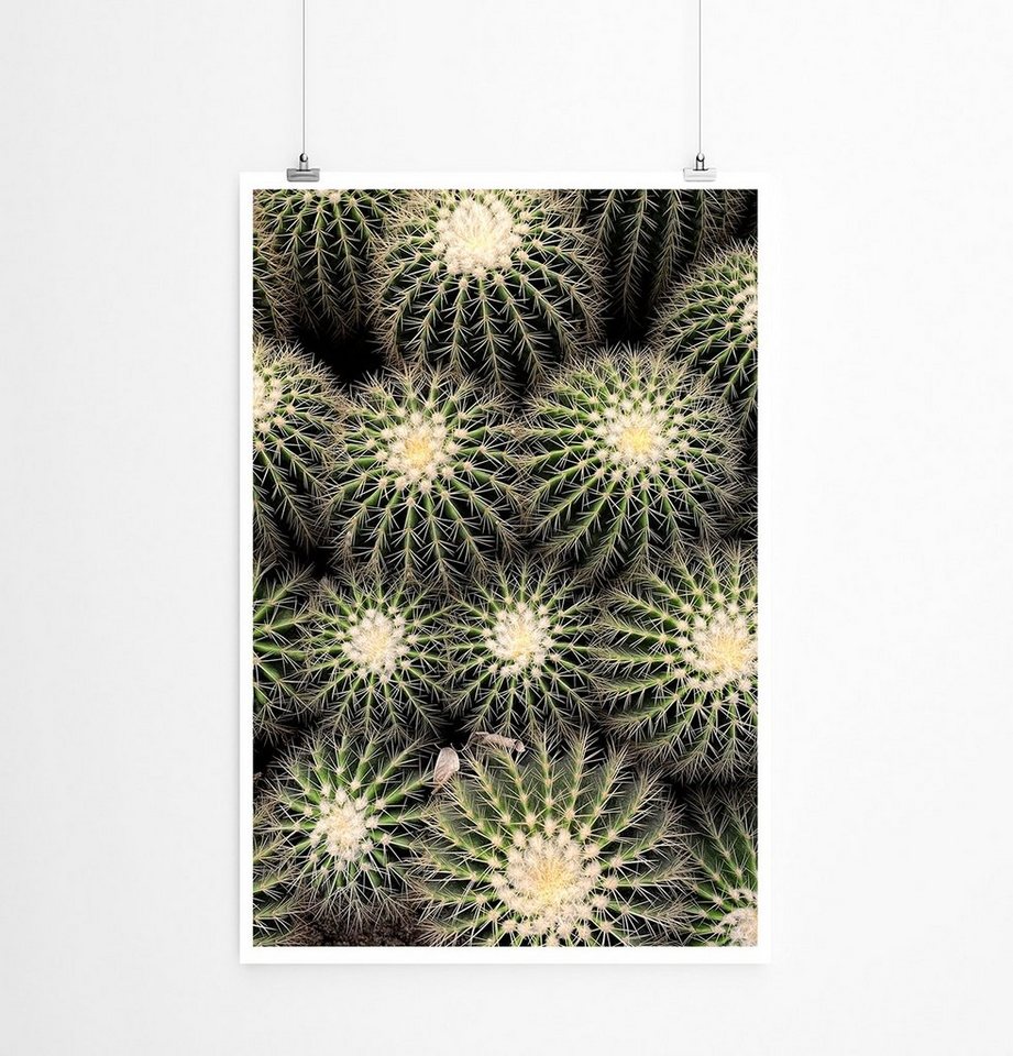 Sinus Art Poster 90x60cm Poster Naturfotografie Gemusterte Kakteen Sinus Art Poster 90x60cm Poster Naturfotografie Gemusterte Kakteen von Sinus Art