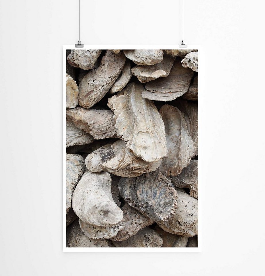 Sinus Art Poster Alte Muscheln 60x90cm Poster Sinus Art Poster Alte Muscheln 60x90cm Poster von Sinus Art