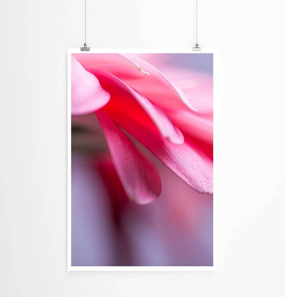 Sinus Art Poster Naturfotografie 60x90cm Poster Nahaufnahme einer pinken Gebera Blumen von Sinus Art
