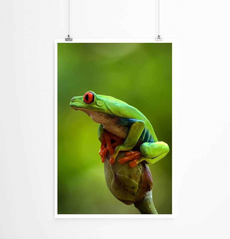 Sinus Art Poster Rotaugenlaubfrosch im Grünen 60x90cm Poster Sinus Art Poster Rotaugenlaubfrosch im Grünen 60x90cm Poster von Sinus Art