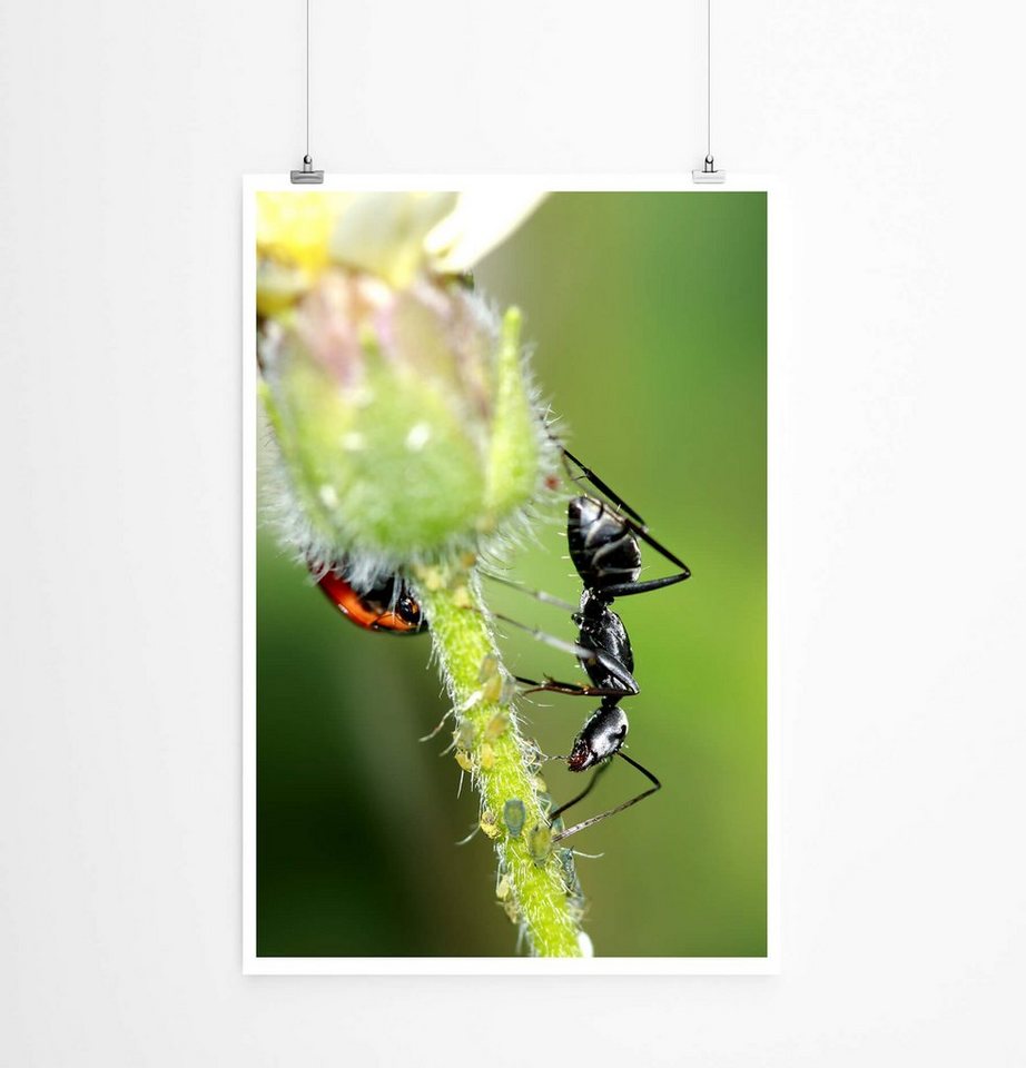Sinus Art Poster Schwarzer Käfer und Ameise auf einer Blume 60x90cm Poster Sinus Art Poster Schwarzer Käfer und Ameise auf einer Blume 60x90cm Poster von Sinus Art
