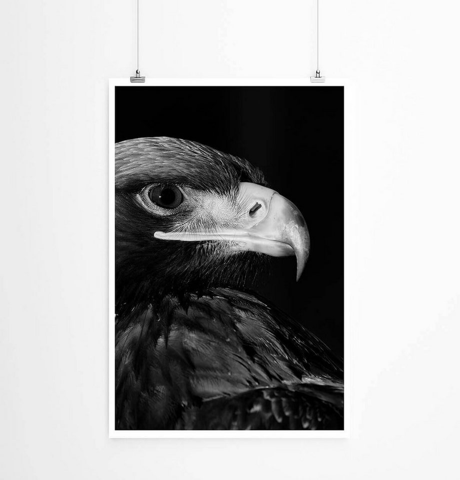 Sinus Art Poster Seeadler im Profil 60x90cm Poster Sinus Art Poster Seeadler im Profil 60x90cm Poster von Sinus Art
