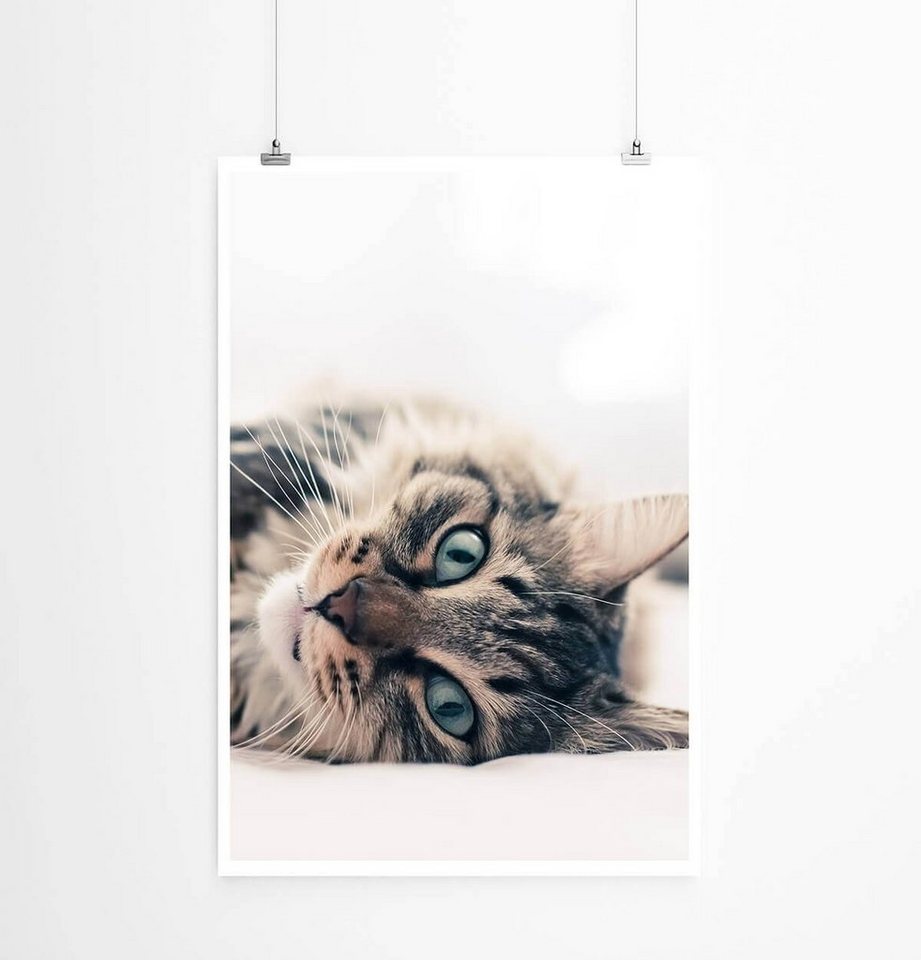Sinus Art Poster Tierfotografie 60x90cm Poster Süße Hauskatze auf dem Bett von Sinus Art