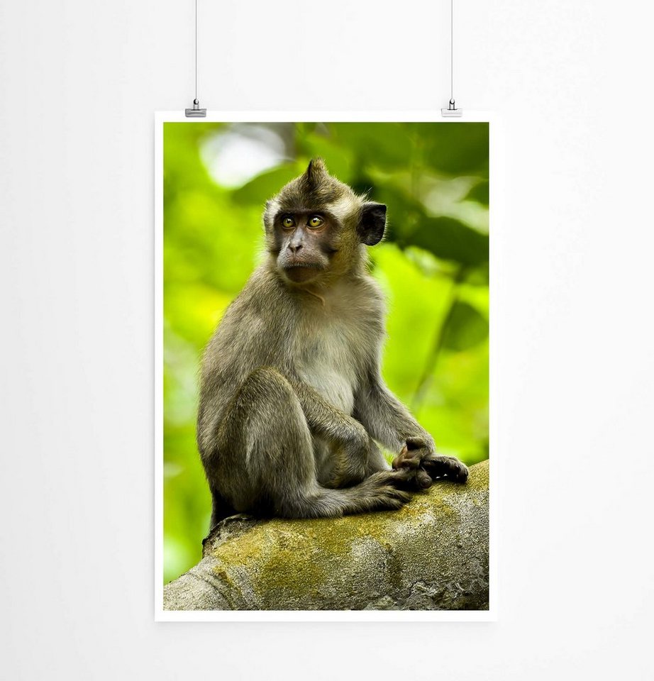 Sinus Art Poster Tierfotografie Makake auf einem Baum 60x90cm Poster Sinus Art Poster Tierfotografie Makake auf einem Baum 60x90cm Poster von Sinus Art