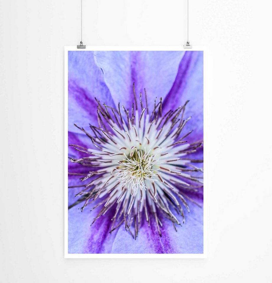 Sinus Art Poster Violette Waldrebe 60x90cm Poster Sinus Art Poster Violette Waldrebe 60x90cm Poster von Sinus Art
