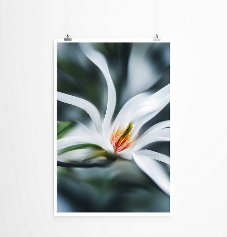 Sinus Art Poster Weiße Magnolie 60x90cm Poster Sinus Art Poster Weiße Magnolie 60x90cm Poster von Sinus Art
