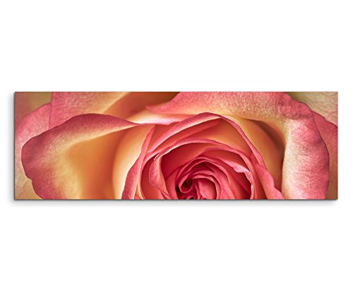 Sinus Art Wandbild 120x40cm Naturfotografie – Rosa gelbe Rose auf Leinwand für Wohnzimmer, Büro, Schlafzimmer, Ferienwohnung u.v.m. Gestochen scharf in Top Qualität von Sinus Art