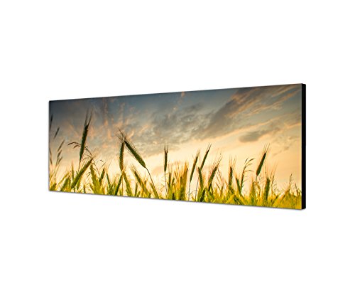 Sinus Art Wandbild 150x50cm Kornfeld Sommer grün Wolkenhimmel von Sinus Art