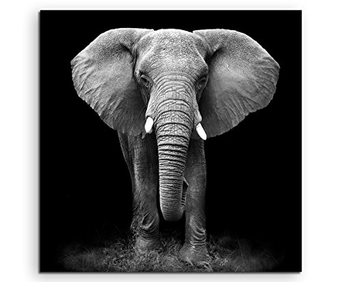 Sinus Art Wandbild 90x90cm Tierfotografie – Großer Elefanten von vorne schwarz weiß von Sinus Art
