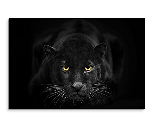 Sinus Art Wandbild 120x80cm Tierfotografie – Schwarzer Leopard mit bernsteinfarbenen Augen Nicht GEFUNDEN von Sinus Art