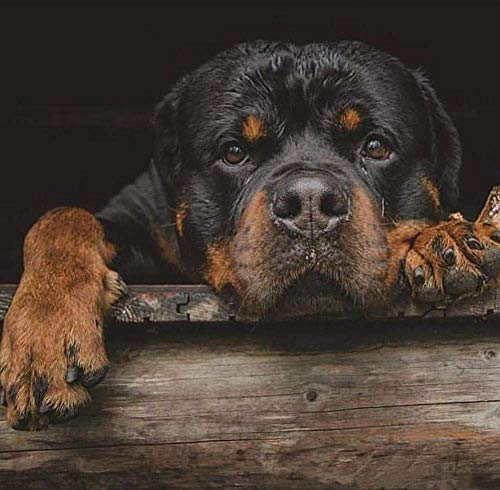 DIY 5D Diamantmalerei nach Anzahl Kits niedlich schwarz Rottweiler Runde Vollbohrer Diamant Kunsthandwerk für Wohnwanddekor Diamantmalerei Diamond Painting 40×50 cm von Siyse