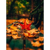 Naturwald-Druck, Natur-Fall-Dekor, Fallende Blätter Auf Einer Bank, Herbst-Saison-Druck von SkeliPrints