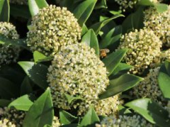 Japanische Blütenskimmie 'Fragrant Cloud', 30-40 cm, Skimmia japonica 'Fragrant Cloud', Containerware von Skimmia japonica 'Fragrant Cloud'