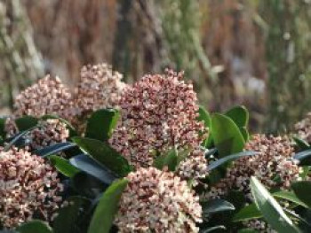 Japanische Blütenskimmie 'Rubella', 15-20 cm, Skimmia japonica 'Rubella', Containerware von Skimmia japonica 'Rubella'