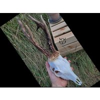 Echter Reh Schädel - Schlichter Hirschschädel Mit Geweih | Perfektes Geschenk Geschenkset, Geburtstag Jagdtrophäe Natürliche Dekoration von SkullTendation
