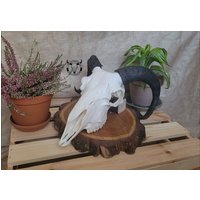 Echter Schafbock Schädel | Hausschafschädel Ein Tolles Geschenk Für Einen Jäger Wandhängende Jagdtrophäe Natürliche Dekoration Geschenkset von SkullTendation