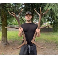 Echtes Rothirsch Set Aus Geweih | Jagdtrophäe Natürliche Dekoration Wandhalterung Perfektes Geschenkset Cervus Elaphus Echtes Rothirsch Set Aus Geweih | Jagdtrophäe Natürliche Dekoration Wandhalterung Perfektes Geschenkset Cervus Elaphus von SkullTendation