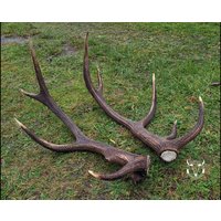 Echtes Hirschgeweih | Jagdtrophäe Natürliche Dekoration Wandhalterung Perfektes Geschenkset Cervus Elaphus Echtes Hirschgeweih | Jagdtrophäe Natürliche Dekoration Wandhalterung Perfektes Geschenkset Cervus Elaphus von SkullTendation