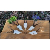 Echter Weißer Rehschädel - Schlichter Mit Geweih | Perfektes Geschenk Geschenkset, Geburtstag Jagdtrophäe Natürliche Dekoration von SkullTendation