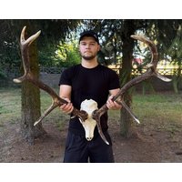 Rehgeweih-Set Mit Echtem Rehschädel | Paar Hirschgeweihe Rotwild-Geweih Bausatz Zum Selbstbau Hirsch Trophäe Geschenk Vorhanden von SkullTendation