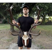 Rehgeweih-Set Mit Echtem Rehschädel | Paar Hirschgeweihe Rotwild-Geweih Bausatz Zum Selbstbau Hirsch Trophäe von SkullTendation
