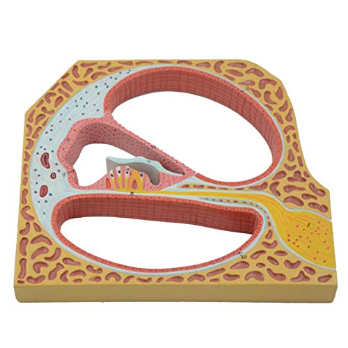 Menschliches Innenohr-Spiralmodell – Medizinisches Anatomisches Menschliches Ohrmodell – Bildungsmodell Hörsystemmodell – Cochlea-Vergrößerungsmodell Aus Pvc-Material Für Den Medizinischen Ausbildun von SmPinnaA