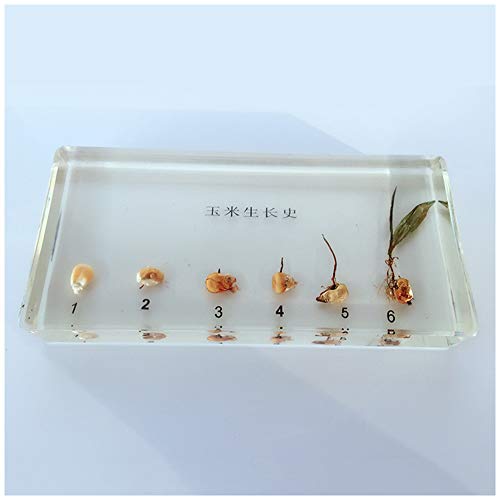 SmPinnaA Pflanzenprobenmodell Mais Mais Natürlicher Wachstumsprozess Eingebettete Proben - Geschichte des Maiswachstums Biologische Proben - Lehrinstrument Aus Transparentem Harz Biologisches Modell von SmPinnaA