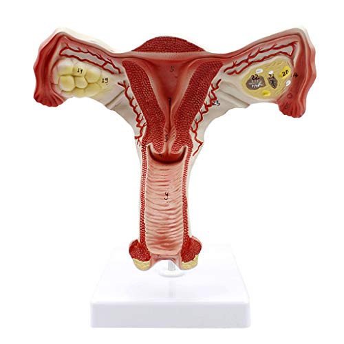 Uterus-Modell – Anatomisches Modell Des Weiblichen Fortpflanzungssystems, Internes Fortpflanzungssystem, Medizinisches Lehrmodell – Für Gynäkologie-Trainingshilfe, Wissenschaftliche Kits, Laborbedarf Uterus-Modell – Anatomisches Modell Des Weiblichen Fortpflanzungssystems, Internes Fortpflanzungssystem, Medizinisches Lehrmodell – Für Gynäkologie-Trainingshilfe, Wissenschaftliche Kits, Laborbedarf von SmPinnaA