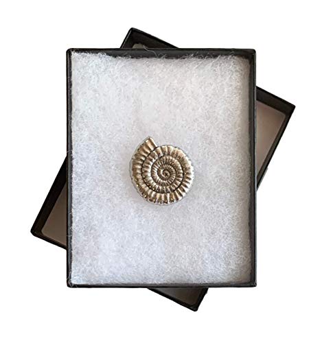 Smartbadge® Ammonit Fossil Anstecknadel Zinn handgefertigt in Geschenkbox + 59 mm Button Badge von Smartbadge