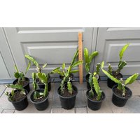Drachenfrucht Pflanze | Pinke Früchte Innen | Jeweils 2 Stiele Im Topf Bewurzelte Pflanzen Einfache Anfängerpflanze von SocalPlantCollective