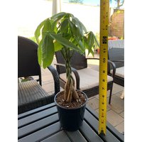Geldbaum Mit Topf | Anfängerfreundliche Pflanze Bewurzelte Pflanzen Zimmerpflanze Perfektes Pflanzengeschenk von SocalPlantCollective