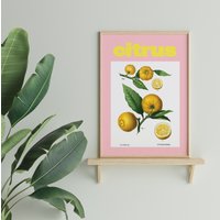 Citrus Pink Lemon Poster, Zitronen Druck, Vintage Poster Kunst, Bunte Wandkunst, Blumendrucke, A2, A3, A4, Botanik von SofestoreShop