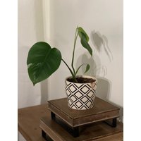 Variegated Monstera - Alte Pflanze Mit 4 Blättern Variegated Monstera - Alte Pflanze Mit 4 Blättern von SoiledMyPlants