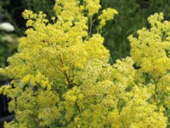 Goldrute 'Citronella', Solidago x cultorum 'Citronella', Topfware von Solidago x cultorum 'Citronella'