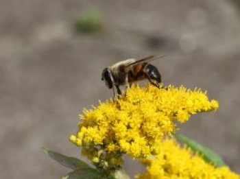 Goldrute 'Golden Dwarf', Solidago x cultorum 'Golden Dwarf', Topfware von Solidago x cultorum 'Golden Dwarf'