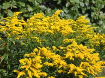 Goldrute 'Strahlenkrone', Solidago x cultorum 'Strahlenkrone', Topfware von Solidago x cultorum 'Strahlenkrone'