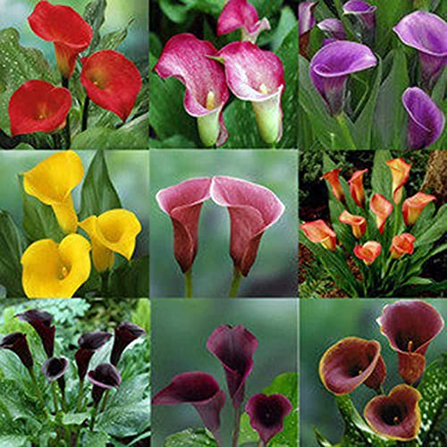 Somerway 100 Stück/Beutel Mix Farbe Calla-Lilien Blumensamen Zierblumensamen für Garten Outdoor, einfach überleben gute Ernte Blumensamen Mix Farbe Calla-Lilien Samen von Somerway