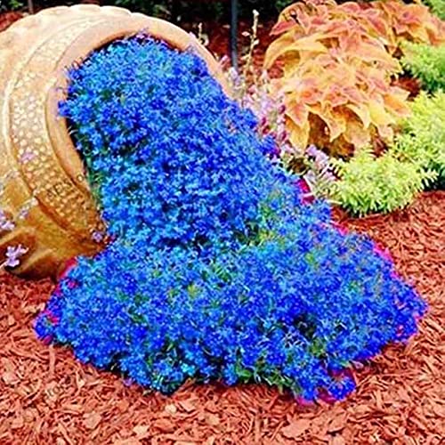 Somerway 300 Stück/500 Stück Kresse samen mehrjährige Blumen samen zum Pflanzen, Bonsai-Samen mehrfarbige Steinkresse Samen Grünland pflanzen samen für Garten Blue 500pcs. von Somerway