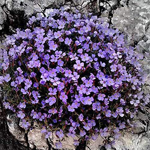 Somerway 300 Stück/500 Stück Kresse samen mehrjährige Blumen samen zum Pflanzen, Bonsai-Samen mehrfarbige Steinkresse Samen Grünland pflanzen samen für Garten Licht lila 300Pcs von Somerway