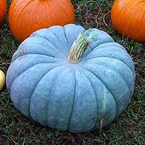 Somerway Blaue Kürbis kerne 100 Stück/200 Stück Gemüses amen zum Anpflanzen von nahrhaften Kürbis gemüse samen für Garten dekor 100Pcs von Somerway