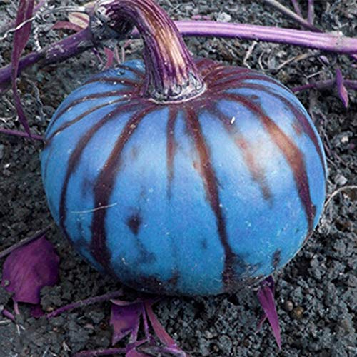 Somerway Blaue Kürbis kerne 100 Stück/200 Stück Gemüses amen zum Anpflanzen von nahrhaften Kürbis gemüse samen für Garten dekor 200 stücke von Somerway