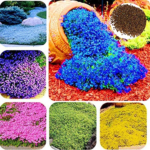 Somerway Creeping Thyme Seeds, 400Pcs/Bag Flower Seeds For Planting, Perennial Flower Seeds Bonsai Seeds For Garden Lawn Hellblau von Somerway