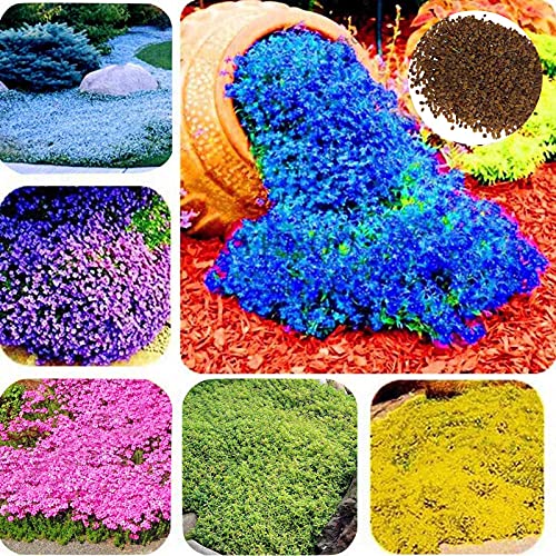Somerway Creeping Thyme Seeds, 400Pcs/Bag Flower Seeds For Planting, Perennial Flower Seeds Bonsai Seeds For Garden Lawn Helles Lila von Somerway