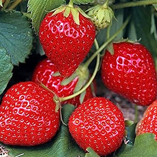Somerway Fruchtsamen zum Pflanzen, nährstoffreiche Früchte, gentechnikfreie, mehrjährige Blumensamen für den Garten, 1000 Stück Erdbeersamen von Somerway